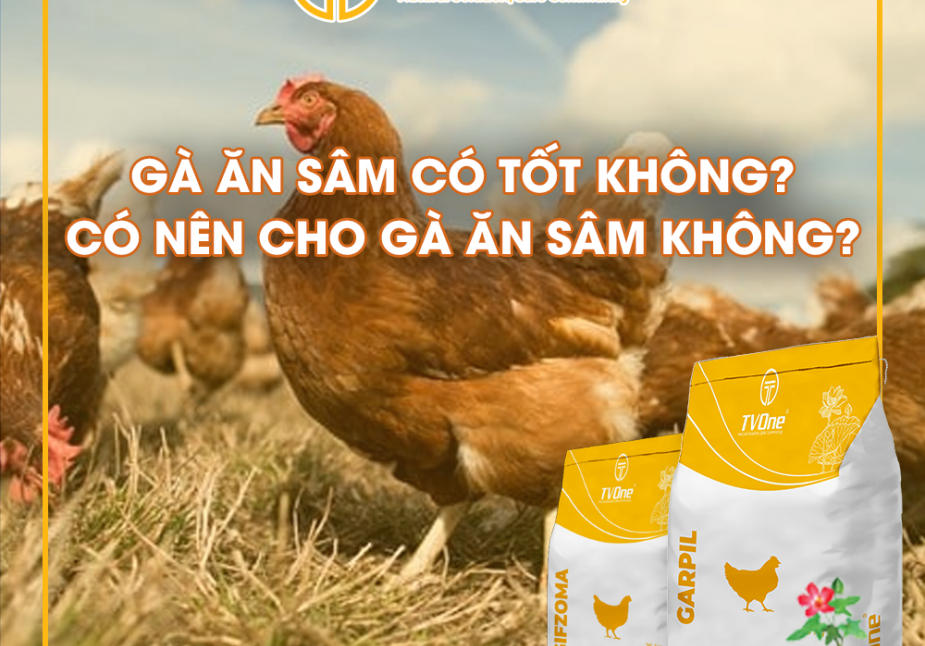 GÀ ĂN SÂM CÓ TỐT KHÔNG? CÓ NÊN CHO GÀ ĂN SÂM?